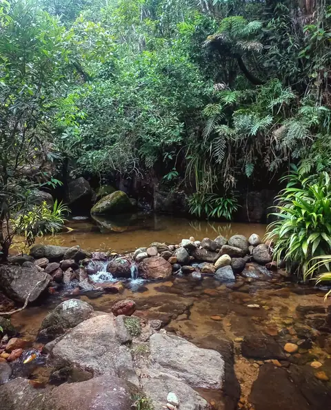 Riacho na mata com pedras e uma pequena queda d'água, cercado de vegetação densa