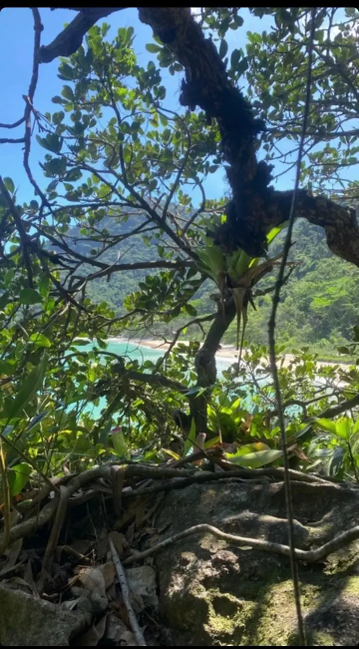 Vista da trilha por entre a mata, com a praia ao fundo